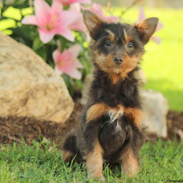 Eddie, Pomapoo Puppy