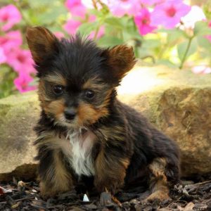 Eddie, Yorkshire Terrier Puppy