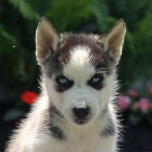 Eddie, Siberian Husky Puppy