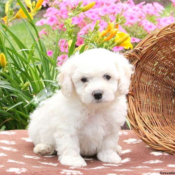 Eddy, Bichon Frise Puppy