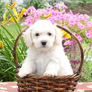 Eddy, Bichon Frise Puppy