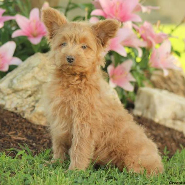 Edmund, Pomapoo Puppy