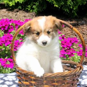 Effie, Pomeranian Mix Puppy