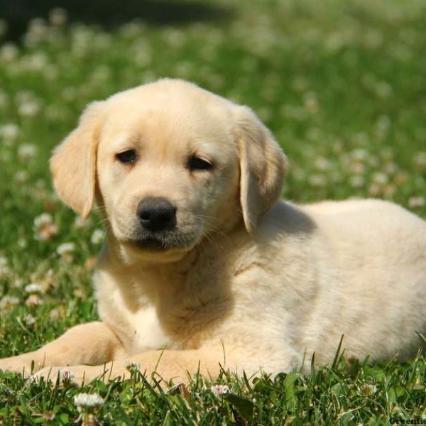 Eli, Labby Dabby Doo Puppy