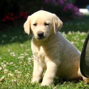 Eli, Labby Dabby Doo Puppy