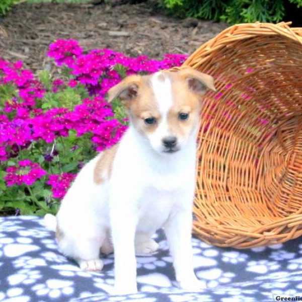 Eliza, Pomeranian Mix Puppy