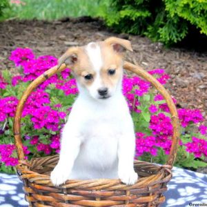 Eliza, Pomeranian Mix Puppy