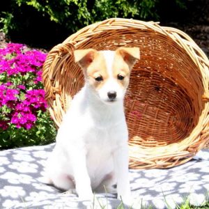 Ellen, Pomeranian Mix Puppy