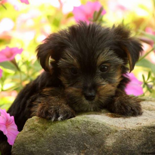 Emmitt, Yorkshire Terrier Puppy