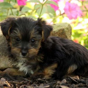 Emmitt, Yorkshire Terrier Puppy