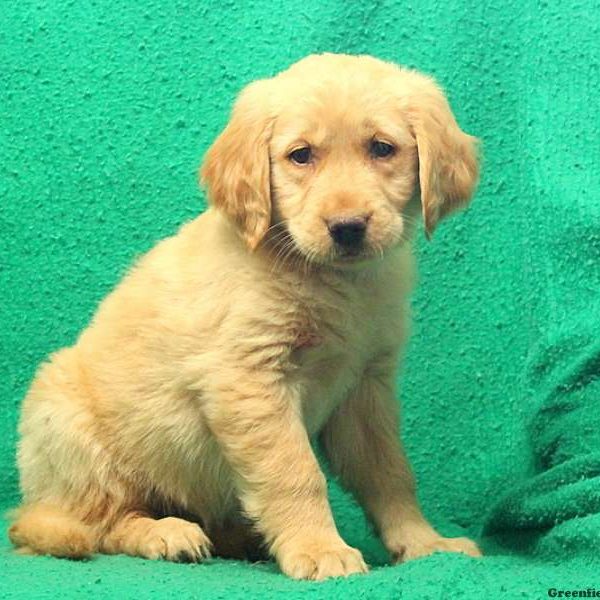 Estella, Golden Retriever Puppy