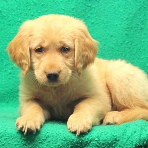 Estella, Golden Retriever Puppy