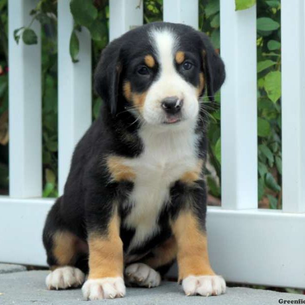 Ethan, Greater Swiss Mountain Dog Puppy