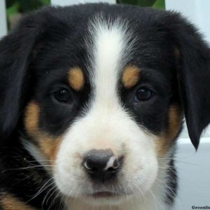 Ethan, Greater Swiss Mountain Dog Puppy