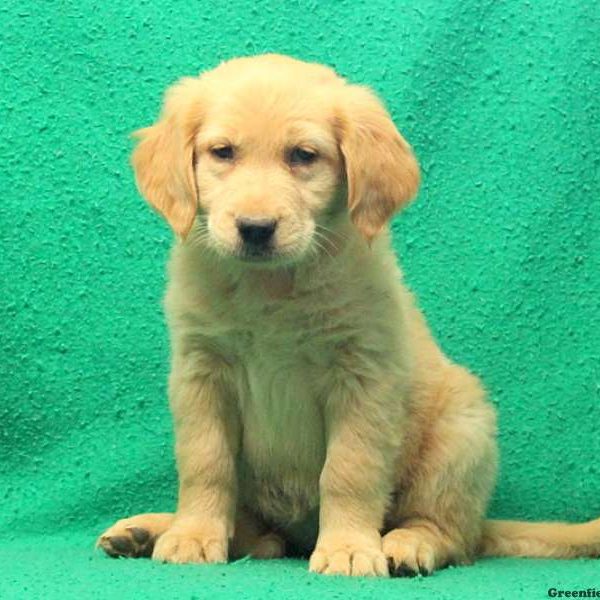 Ethel, Golden Retriever Puppy