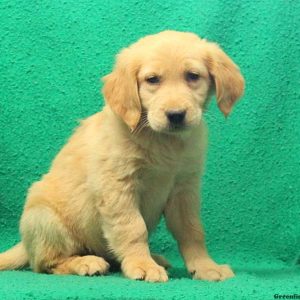 Ethel, Golden Retriever Puppy