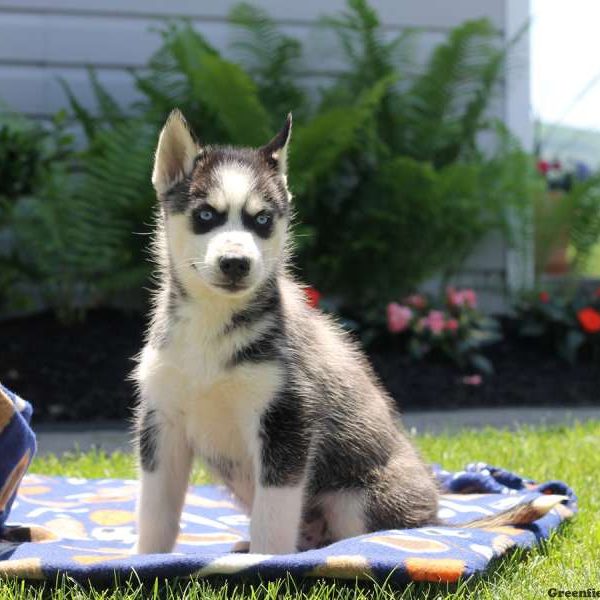 Eugene, Siberian Husky Puppy