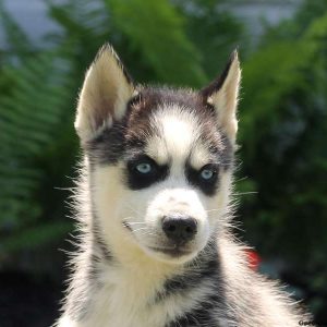 Eugene, Siberian Husky Puppy