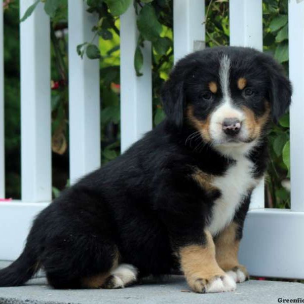 Everette, Greater Swiss Mountain Dog Puppy