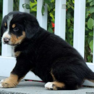 Everette, Greater Swiss Mountain Dog Puppy