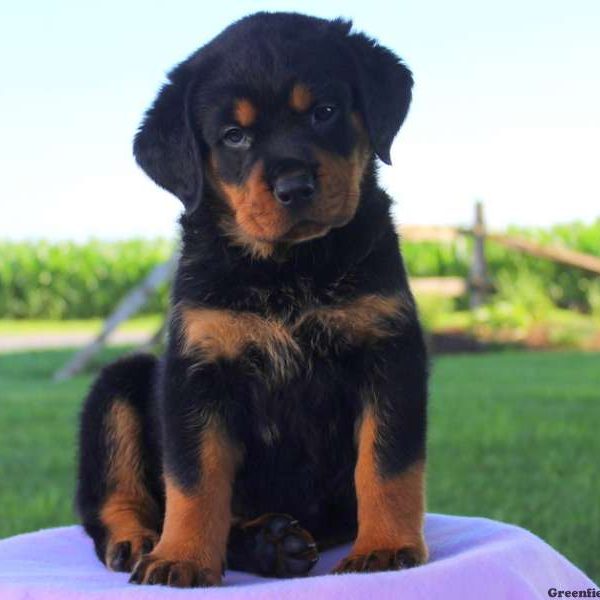 Feebi, Rottweiler Puppy