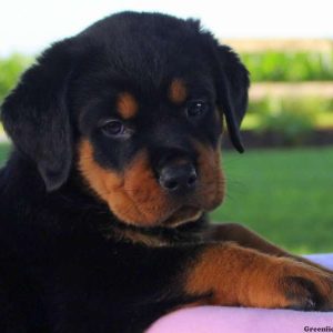 Feebi, Rottweiler Puppy