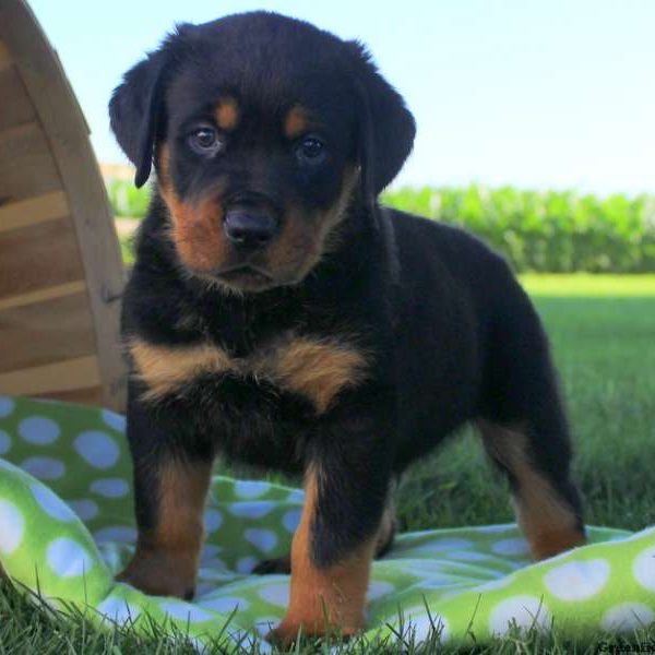 Fiddle, Rottweiler Puppy