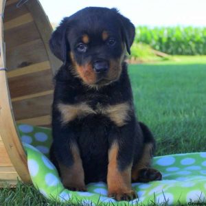 Fiddle, Rottweiler Puppy