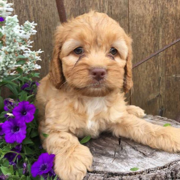 Fifi, Cockapoo Puppy