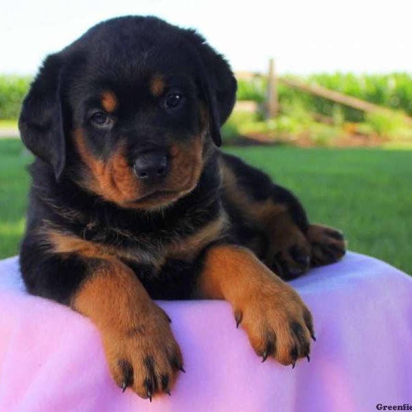 Fifi, Rottweiler Puppy