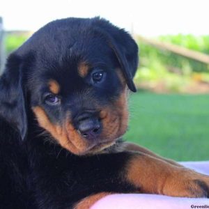 Fifi, Rottweiler Puppy