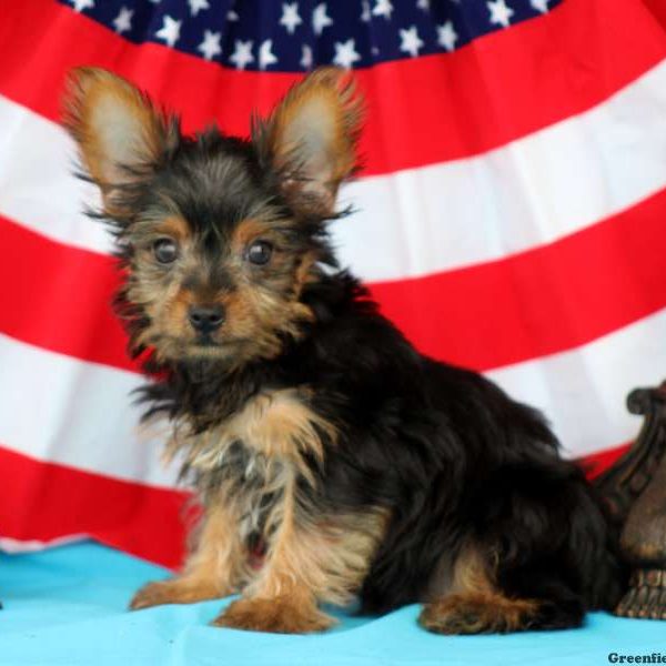 Fillmore, Yorkshire Terrier Puppy