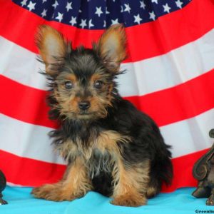 Fillmore, Yorkshire Terrier Puppy