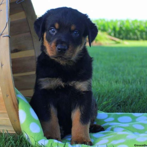 Filo, Rottweiler Puppy