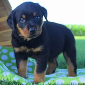 Filo, Rottweiler Puppy