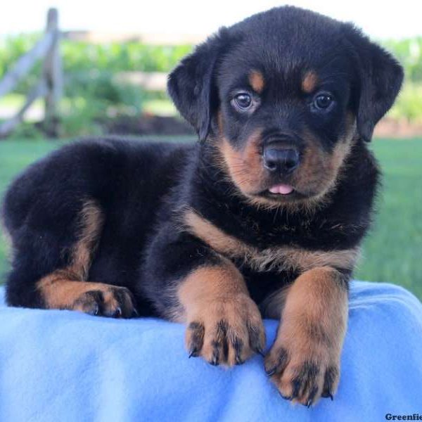 Finn, Rottweiler Puppy