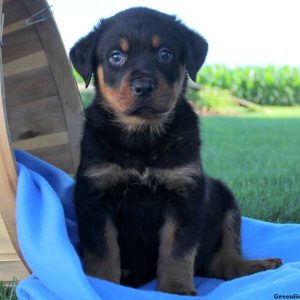 Finn, Rottweiler Puppy