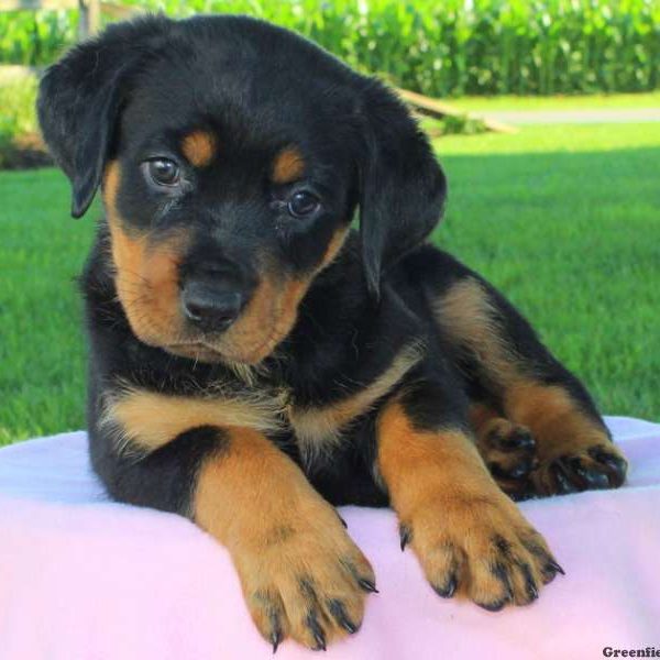 Fiona, Rottweiler Puppy