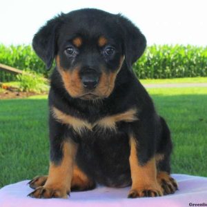 Fiona, Rottweiler Puppy