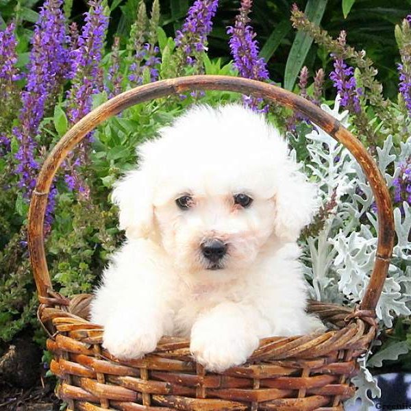 Forrest, Bichon Frise Puppy