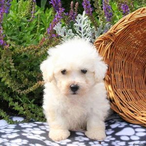 Forrest, Bichon Frise Puppy