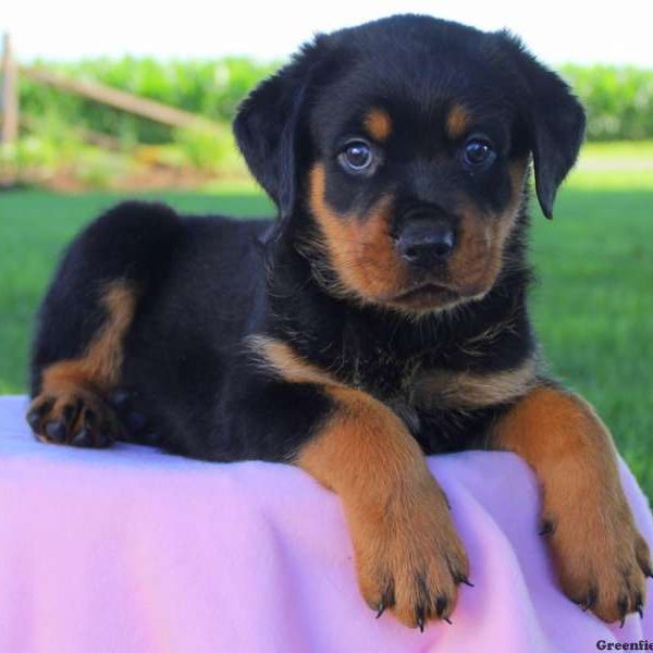 Foxie, Rottweiler Puppy