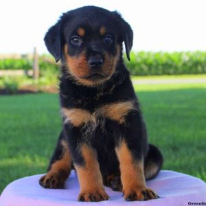 Foxie, Rottweiler Puppy