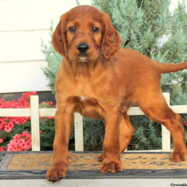 Frankie, Irish Setter Puppy