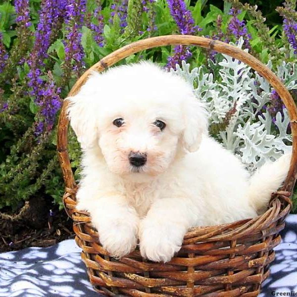 Frankie, Bichon Frise Puppy