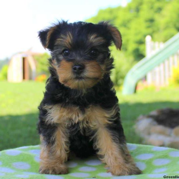 Frankie, Yorkie-Poo Puppy