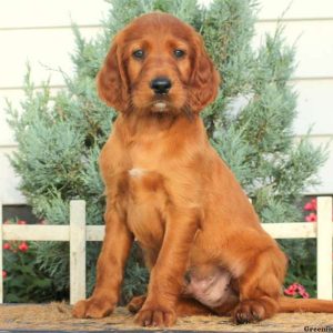 Frankie, Irish Setter Puppy