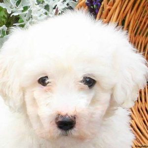 Frankie, Bichon Frise Puppy