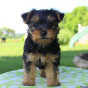 Frankie, Yorkie-Poo Puppy