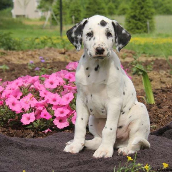 Freddie, Dalmatian Puppy